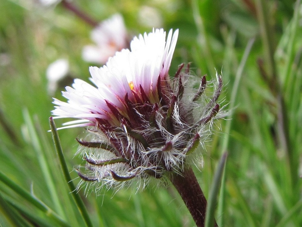 Erigeron uniflorus / Cespica uniflora